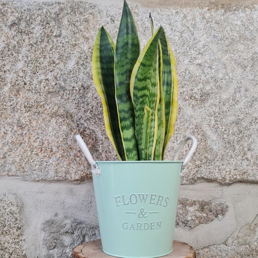 Sanseviera with pot