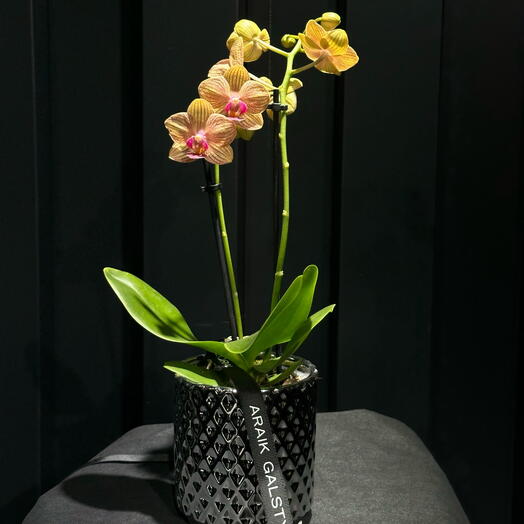 Orquidea amarilla en Maceta