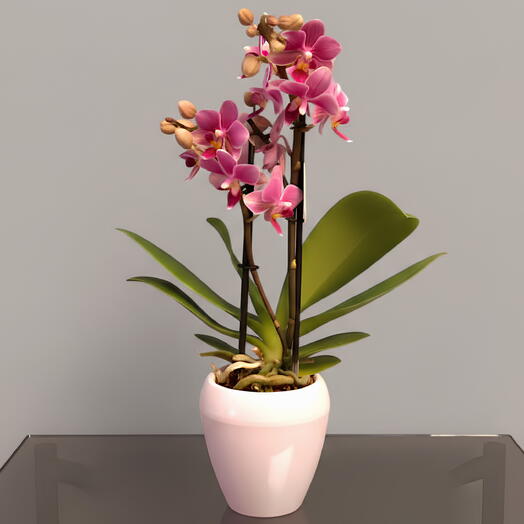 Orquidea Phalaenopsis Rosa