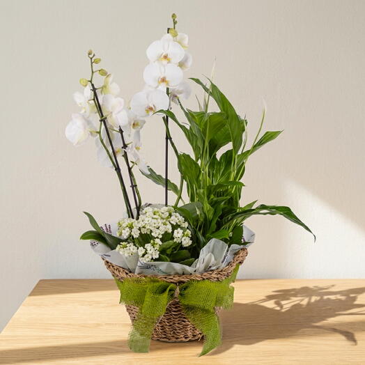 Elegancia Natural Blanca