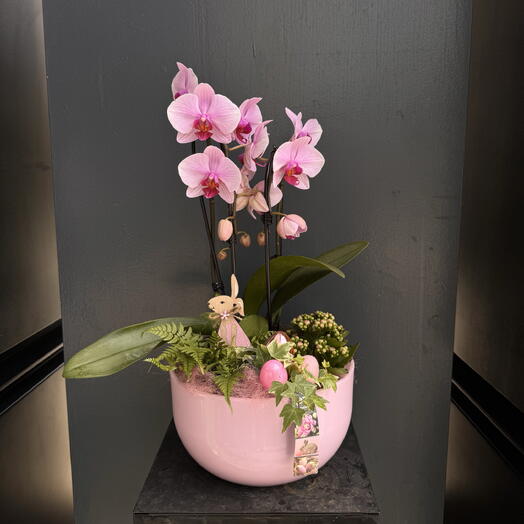 Regalo Pascua Orquídea