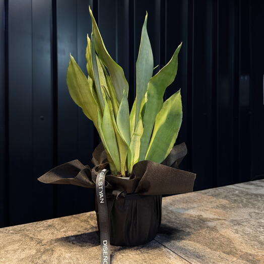 Sanseviera de ARAIK GALSTYAN