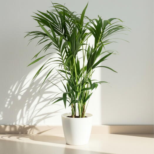 Palmera Kentia Natural – Planta de Interior Tropical Elegante y Resistente