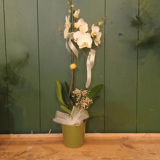 Butterfly Orchid