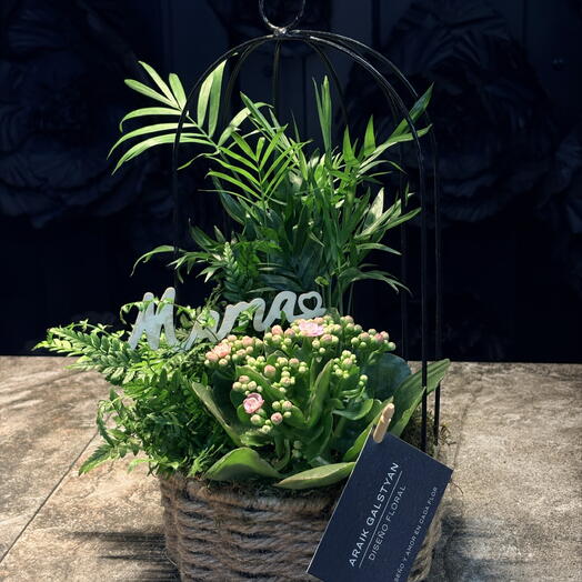 Planta Kalanchoe para el dia de madre