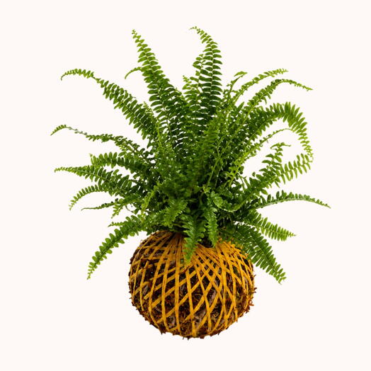 Kokedama Fern Nephrolepis