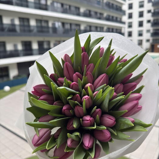 51 Purple Tulips