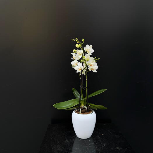 Phalaenopsis (orquidea) mini