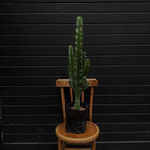 Cactus Euphorbia Eritrea