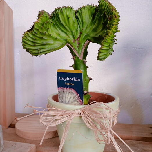 Cactus cereus crest Milky Way