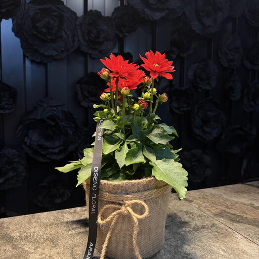 Floral Passion in a Pot