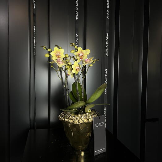 Orquidea amarilla en maceta dorado ARAIK GALSTYAN