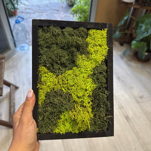 Cuadro de musgo preservado