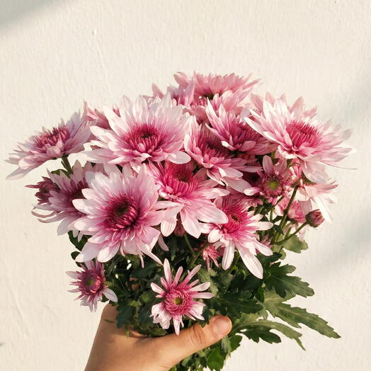 Букет из двойных розовых маргариток