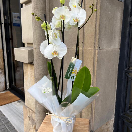Phalaenopsis blanca