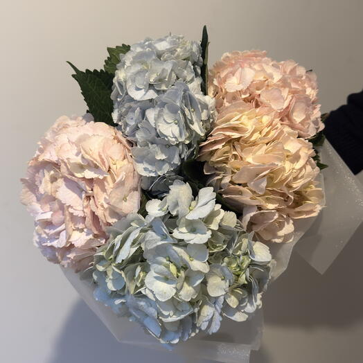 5 mixed hydrangeas