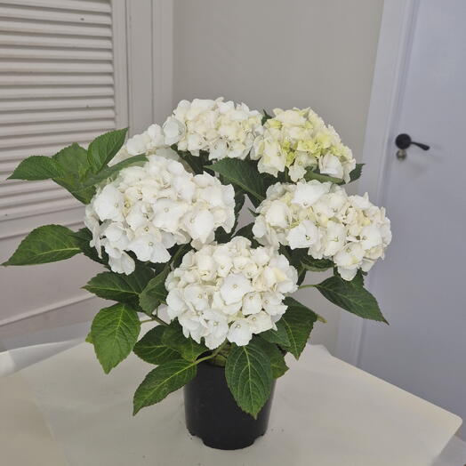 Una planta en maceta 1