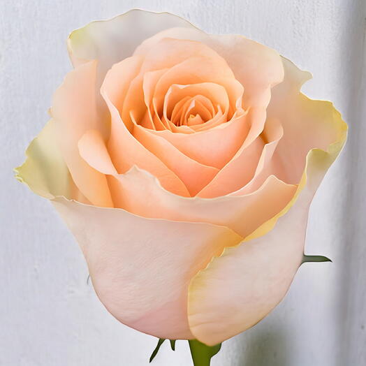 ROSA NECTALINA