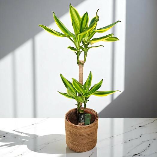 Dracena Golden Fragans