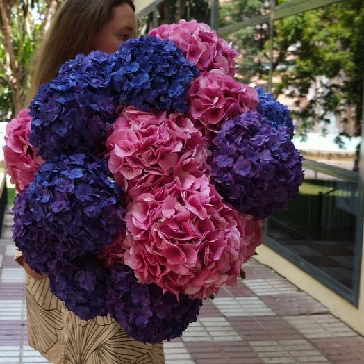 Nube de hortensias Reales