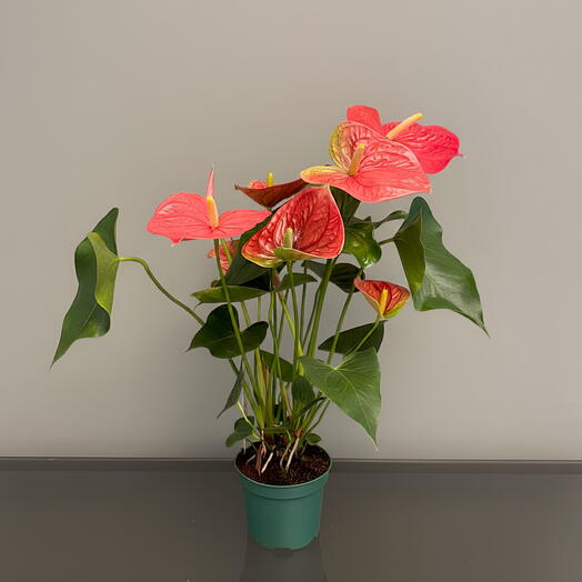 Anthurium rojo grande