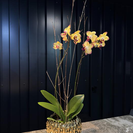 Phalaenopsis amarillos con Maceta