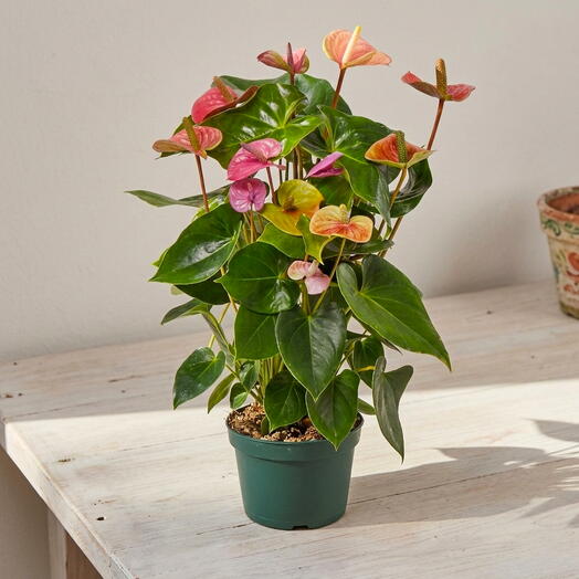 Anthurium Cavalli PRO