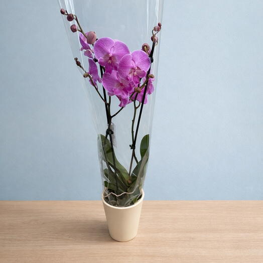 Fuchsia Phalaenopsis orchid