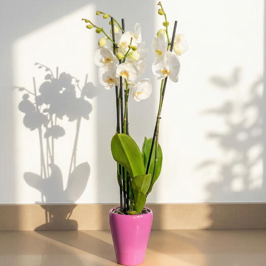 Phalaenopsis orchid 2 stems