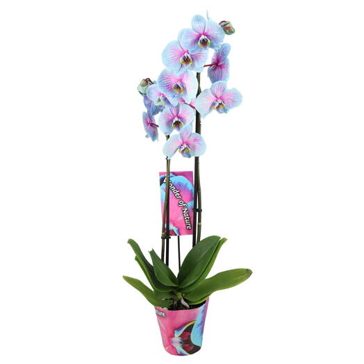 Bicolored Phalaenopsis