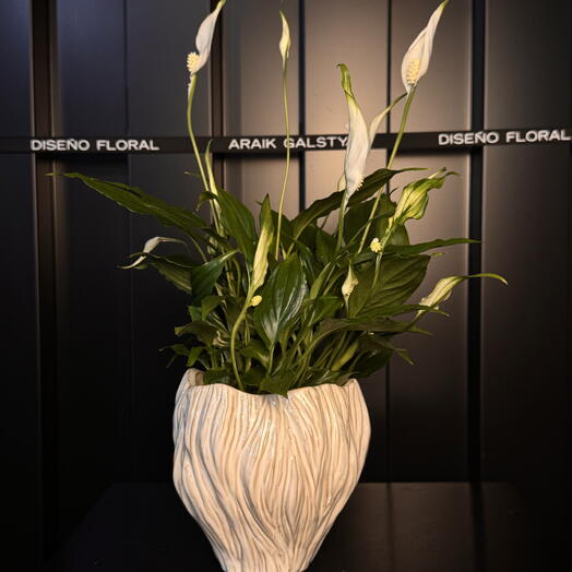 Spathiphyllum en vase - Élégant Blanc ARAIK GALSTYAN