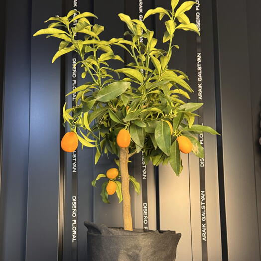 Bonsái kumquat - Citrus Oro