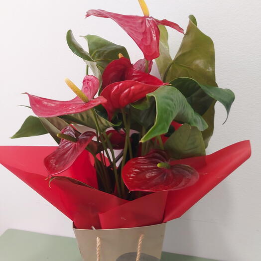 Anturium rojo