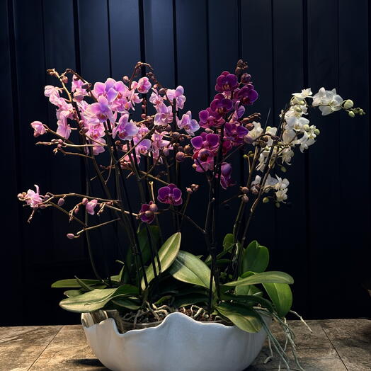 Composicion  de orquideas con jarron