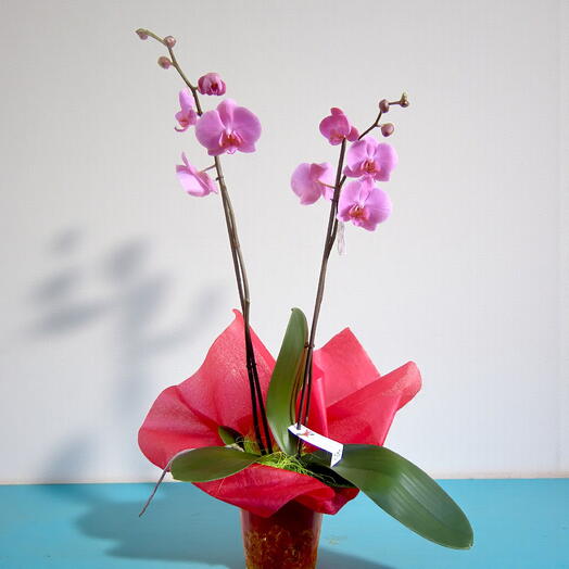 Orquidea Phalaenopsis