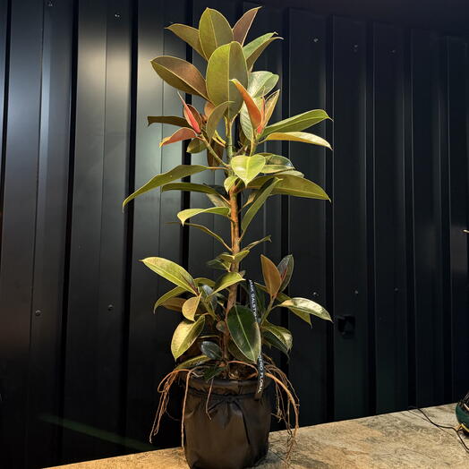 Ficus de ARAIK GALSTYAN