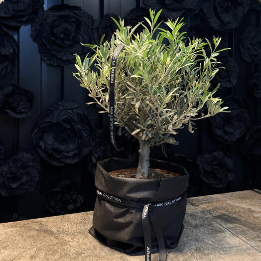 Olive Tree by ARAIK GALSTYAN