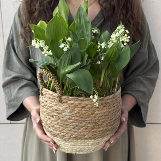 Lilies of the valley in a basket (size L) Mother's Day