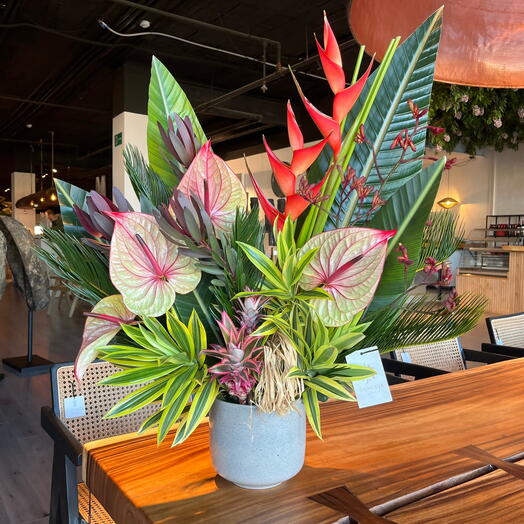 Centro Tropical Kalea