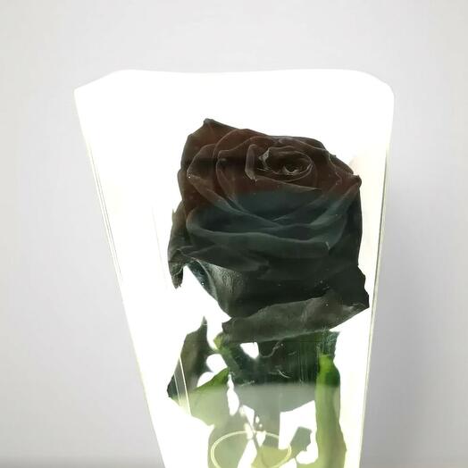 Rosa Eterna Negra Larga – Misterio y Elegancia Atemporal de Artifresia Floristas