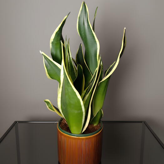 Sansevieria pequena con maceta