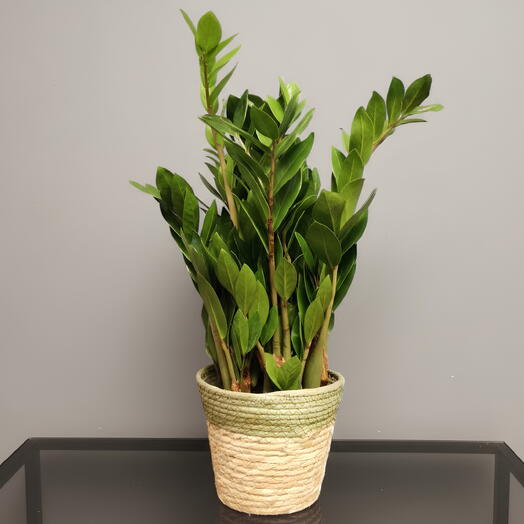 Zamioculca Esmeralda