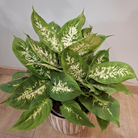 Diefenbachia Compacta