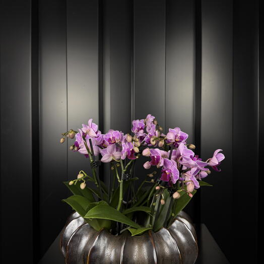 Phalaenopsis con Maceta de ARAIK GALSTYAN