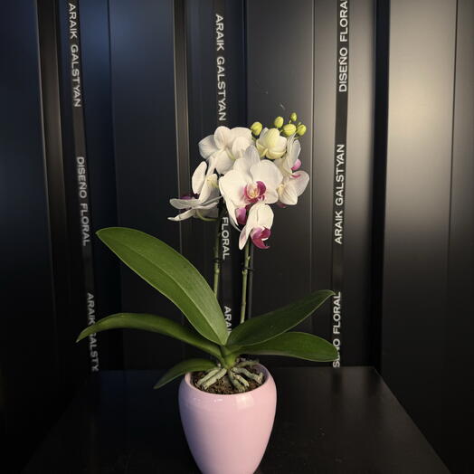 Orquídea Elegante