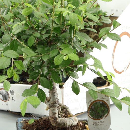 Bonsai mix 4 anos ceramica