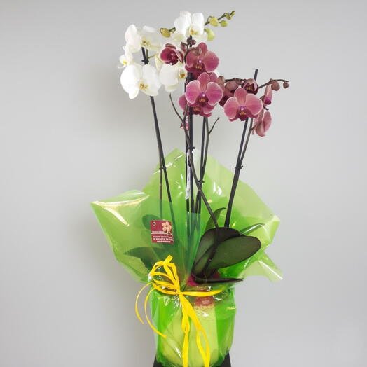 Centro 2 orquideas rosas y blancos