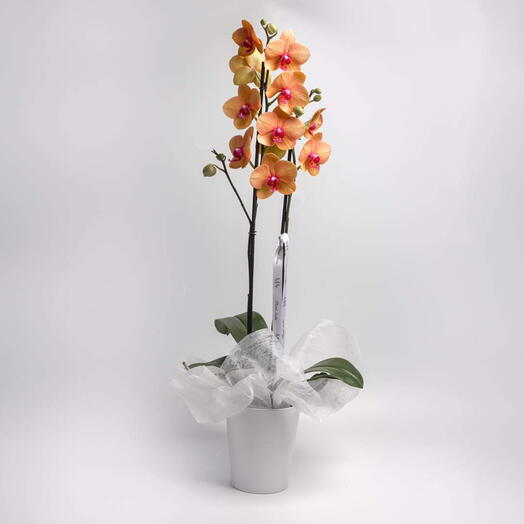 Orquidea phalaenopsis naranja