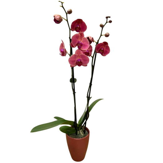 Planta de Orquidea Assisi en ceramica