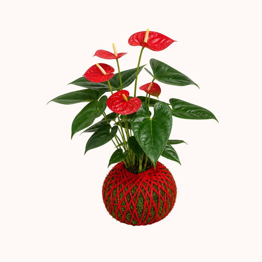 Anthurium Kokedama Plant